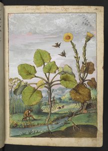 Ligularia tussilaginea (planta de leopardo), de "Pinturas de la flora de los estados romanos" de Gherardo Cibo, Add MS 22333, f011r, c.1564-84 (acuarela y gouache sobre papel)