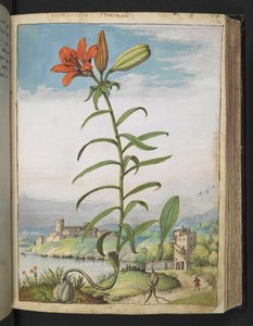Lilium bulbiferum: una planta con pétalos rojos, de "Pinturas de la flora de los estados romanos" de Gherardo Cibo, Add MS 22333, f080r, c.1564-84 (acuarela y gouache sobre papel)