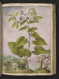 Lunaria redivivia, de "Pinturas de Flora de los Estados Romanos" de Gherardo Cibo, Add MS 22333, f124r, c.1564-84 (acuarela y gouache sobre papel) de Gherardo Cibo