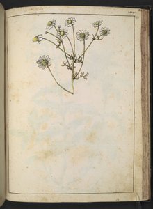 Matricaria chamomilla (manzanilla), de "Pinturas de la flora de los estados romanos" de Gherardo Cibo, Add MS 22333, f163r, c.1564-84 (acuarela y gouache sobre papel) de Gherardo Cibo