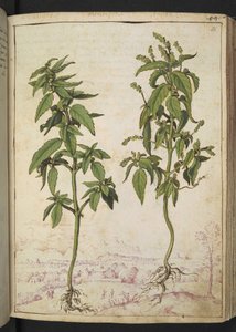Mercurialis annua, de "Pinturas de flora de los estados romanos" de Gherardo Cibo, Add MS 22333, f056r, c.1564-84 (acuarela y gouache sobre papel) de Gherardo Cibo