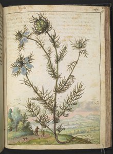 Nigella damascena, de "Pinturas de flora de los estados romanos" de Gherardo Cibo, Add MS 22333, f161r, c.1564-84 (acuarela y gouache sobre papel) de Gherardo Cibo