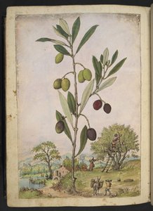 Olea europaea (Olivo), de "Pinturas de Flora de los Estados Romanos" de Gherardo Cibo, Add MS 22333, f181v, c.1564-84 (acuarela y gouache sobre papel)