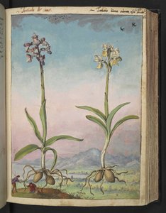 Orchis pallens: dos plantas con flores, de "Pinturas de la flora de los estados romanos" de Gherardo Cibo, Add MS 22333, f064r, c.1564-84 (acuarela y gouache sobre papel)