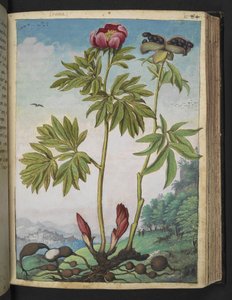 Paeonia officinalis, de "Pinturas de flora de los estados romanos" de Gherardo Cibo, Add MS 22333, f085r, c.1564-84 (acuarela y gouache sobre papel)
