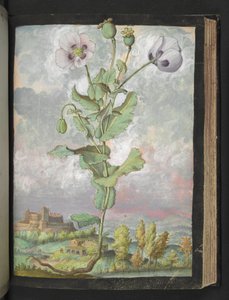 Papaver somniferum: una planta con pétalos blancos, de "Pinturas de la flora de los estados romanos" de Gherardo Cibo, Add MS 22333, f108r, c.1564-84 (acuarela y gouache sobre papel) de Gherardo Cibo