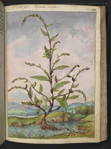 Persicaria hydropiper, de "Paintings of Flora of the Roman States" de Gherardo Cibo, Add MS 22333, f152r, c.1564-84 (acuarela y gouache sobre papel)