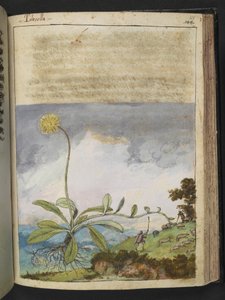 Pilosella officinarum, de "Pinturas de Flora de los Estados Romanos" de Gherardo Cibo, Add MS 22333, f138r, c.1564-84 (acuarela y gouache sobre papel) de Gherardo Cibo