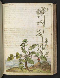 Pimpinella saxifraga, de "Pinturas de la flora de los estados romanos" de Gherardo Cibo, Add MS 22333, f101r, c.1564-84 (acuarela y gouache sobre papel) de Gherardo Cibo
