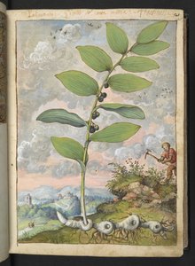 Polygonatum odoratum: Una planta. Un hombre con un pico, de "Paintings of Flora of the Roman States" de Gherardo Cibo, Add MS 22333, f025r, c.1564-84 (acuarela y gouache sobre papel)