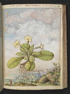 Primula vulgaris, de "Pinturas de Flora de los Estados Romanos" de Gherardo Cibo, Add MS 22333, f128r, c.1564-84 (acuarela y gouache sobre papel)