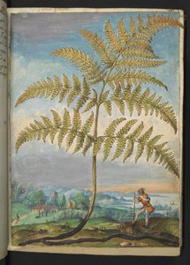 Pteridium aquilinum: un helecho, de "Pinturas de la flora de los estados romanos" de Gherardo Cibo, Add MS 22333, f020r, c.1564-84 (acuarela y gouache sobre papel) de Gherardo Cibo