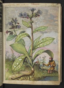 Pulmonaria officinalis, de "Pinturas de Flora de los Estados Romanos" de Gherardo Cibo, Add MS 22333, f028r, c.1564-84 (acuarela y gouache sobre papel)
