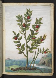 Ruscus aculeatus: una planta que produce bayas rojas, de "Pinturas de la flora de los estados romanos" de Gherardo Cibo, Add MS 22333, f023r, c.1564-84 (acuarela y gouache sobre papel)