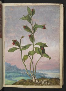 Ruscus hypoglossum: una planta que produce bayas rojas, de "Pinturas de la flora de los estados romanos" de Gherardo Cibo, Add MS 22333, f024r, c.1564-84 (acuarela y gouache sobre papel) de Gherardo Cibo
