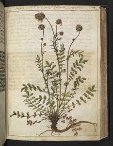 Sanguisorba minor, de "Pinturas de Flora de los Estados Romanos" de Gherardo Cibo, Add MS 22333, f102r, c.1564-84 (acuarela y gouache sobre papel) de Gherardo Cibo