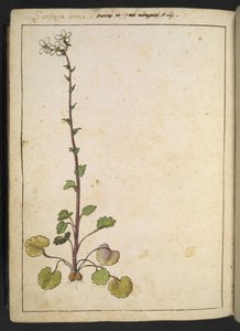 Saxifraga bianca, flor alpina con pétalos blancos, de "Paintings of Flora of the Roman States" de Gherardo Cibo, Add MS 22333, f180v, c.1564-84 (acuarela y gouache sobre papel) de Gherardo Cibo