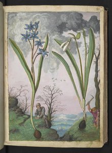 Scilla bifolia y Galanthus nivalis, de "Pinturas de la flora de los estados romanos" de Gherardo Cibo, Add MS 22333, f035r, c.1564-84 (acuarela y gouache sobre papel)