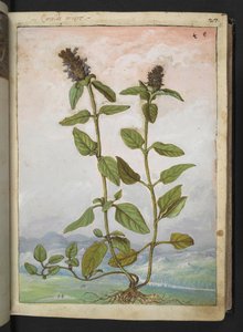 Symphytum bulbosum (Consuelda bulbosa), de "Pinturas de la flora de los estados romanos" de Gherardo Cibo, Add MS 22333, f031r, c.1564-84 (acuarela y gouache sobre papel) de Gherardo Cibo