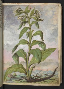 Symphytum officinale (Consuelda), de "Pinturas de la flora de los estados romanos" de Gherardo Cibo, Add MS 22333, f029r, c.1564-84 (acuarela y gouache sobre papel)
