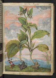Symphytum tuberosum, de "Pinturas de flora de los estados romanos" de Gherardo Cibo, Add MS 22333, f030r, c.1564-84 (acuarela y gouache sobre papel) de Gherardo Cibo