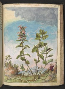 Teucrium chamaedrys (Wall Germander), de "Pinturas de la flora de los estados romanos" de Gherardo Cibo, Add MS 22333, f159r, c.1564-84 (acuarela y gouache sobre papel) de Gherardo Cibo