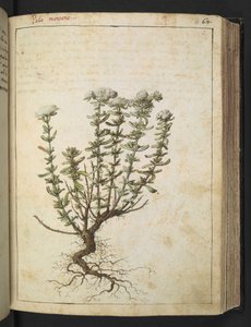 Teucrium montanum, de "Pinturas de flora de los estados romanos" de Gherardo Cibo, Add MS 22333, f068r, c.1564-84 (acuarela y gouache sobre papel) de Gherardo Cibo