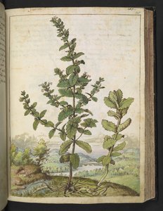 Teucrium scordium, de "Pinturas de Flora de los Estados Romanos" de Gherardo Cibo, Add MS 22333, f105r, c.1564-84 (acuarela y gouache sobre papel)