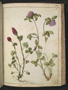 Trifolium incarnatum y Trifolium pratens, de "Pinturas de la flora de los estados romanos" de Gherardo Cibo, Add MS 22333, f151r, c.1564-84 (acuarela y gouache sobre papel) de Gherardo Cibo