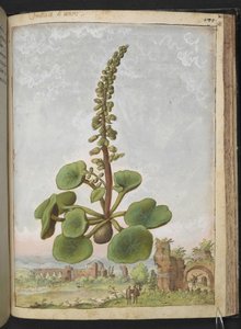 Umbilicus rupestris (Navelwort): planta comestible con flores, de "Pinturas de la flora de los estados romanos" de Gherardo Cibo, Add MS 22333, f162r, c.1564-84 (acuarela y gouache sobre papel)