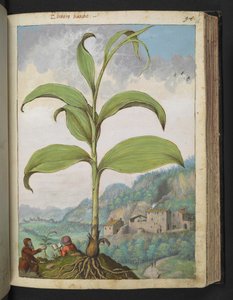 Veratrum nigrum, de "Pinturas de Flora de los Estados Romanos" de Gherardo Cibo, Add MS 22333, f096r, c.1564-84 (acuarela y gouache sobre papel)
