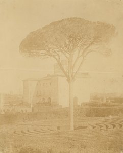 [Árbol en jardín formal fuera del Palazzo], 1860s-70s