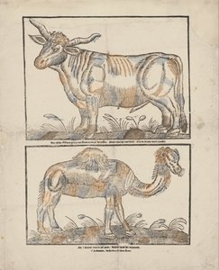 buey y camello de Gijsbert de Groot Keur
