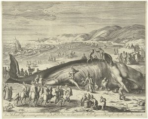 Ballena varada cerca de Berckhey, 1598
Una ballena de 70 pies de largo, varada en la costa marítima holandesa, entre Schevelingen y Katwyk, en Sprokkelmaandt, 1598 (título en el objeto) de Gilliam van der Gouwen