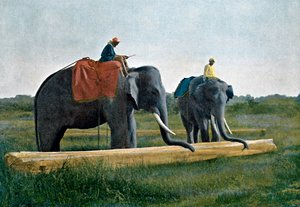 Elefantes moviendo un tronco, Ceilán, c1890 de Gillot