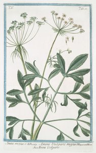 Ammi majus de Giorgio Bonelli
