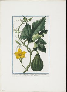 Impresión Vegetal, de Hortus Romanus, Vol. I o II, 1772-93 de Giorgio Bonelli