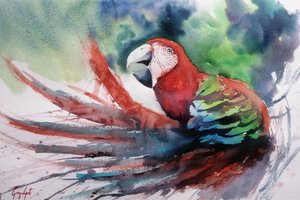 Guacamayo de la selva de colores de Giorgio Gosti