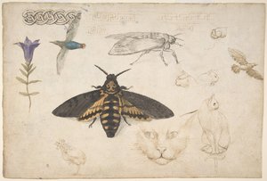 Estudios de una genciana, polilla, pájaros, gatos, motivo entrelazado y grecas griegas, recto, 1530-40 de Giorgio di Giovanni