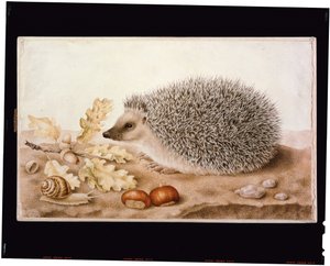 Un erizo en un paisaje de Giovanna Garzoni