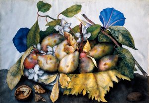 Plato de ciruelas, jazmín y nueces Pintura sobre pergamino de Giovanna Garzoni (1600-1670) de Giovanna Garzoni