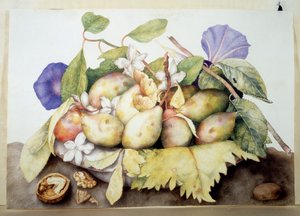 Imagen desconocida de Giovanna Garzoni