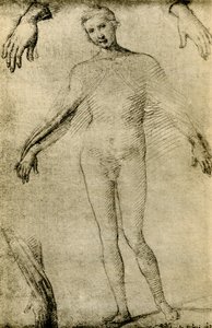 Estudio de modelo para una Virgen María como mater misericordiae de Giovanni Antonio Bazzi Sodoma