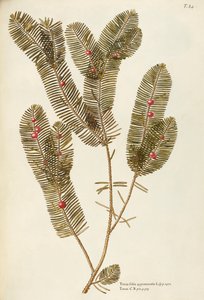 Tejo europeo (Taxus baccata), Taxaceae de Giovanni Antonio Bottione, acuarela