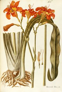 Lirio de día naranja (Hemerocallis fulva), Liliaceae de Giovanni Antonio Bottione, acuarela de Giovanni Antonio Bottione