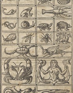 Essempio di recammi, página 11 recto de Giovanni Antonio Tagliente