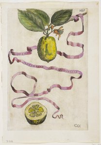Idem Aurantium Limonis Effigle, de Hesperides, 1646 de Giovanni Battista Ferrari