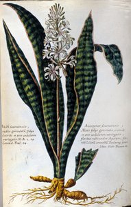Aloe. Planta medicinal. Grabado - en "Historia botanica practica, seu plantarum, quae ad usum medicinae pertinent, nomenclatura, descriptio et virtutes... " de Giovanni Battista Morandi