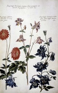 Tabla botánica: tres tipos de Ancolias (Aquilegia) - En "Historia botanica pratica, seu plantarum, quae ad usum medianae relevant, nomenclatura, descriptio et virtutes..." de Giovanni Battista Morandi (? - 1761) de Giovanni Battista Morandi