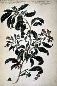 Carta botánica: Belladona (Belladona Majoribus Folys) - En 